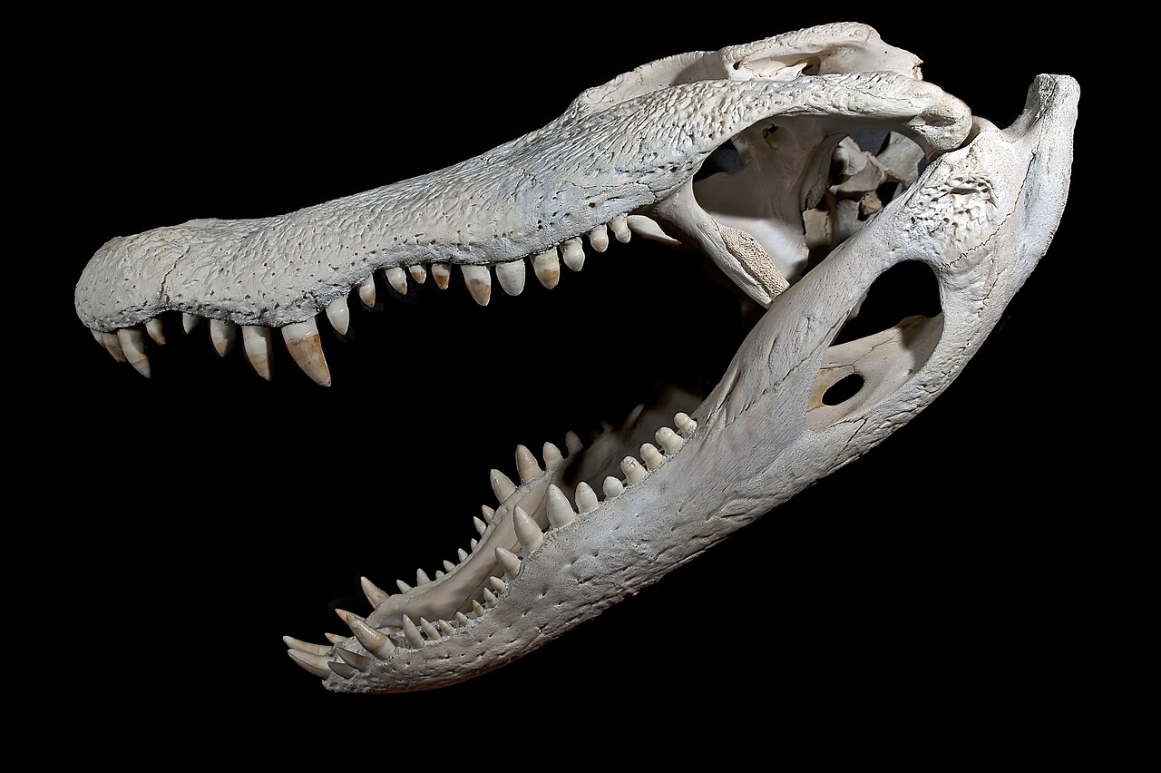 Alligator