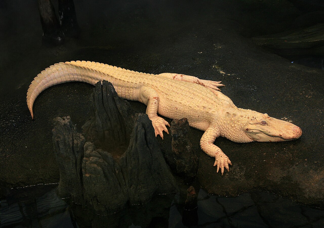 Alligator