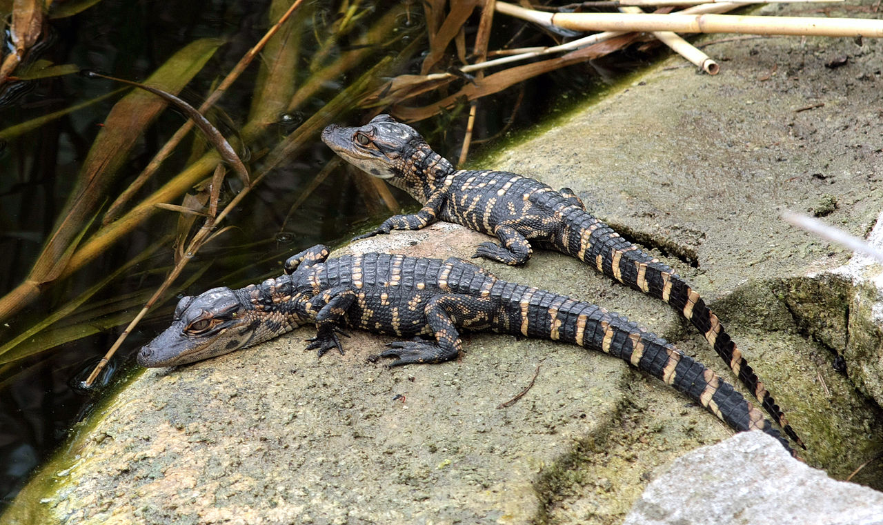 Alligator