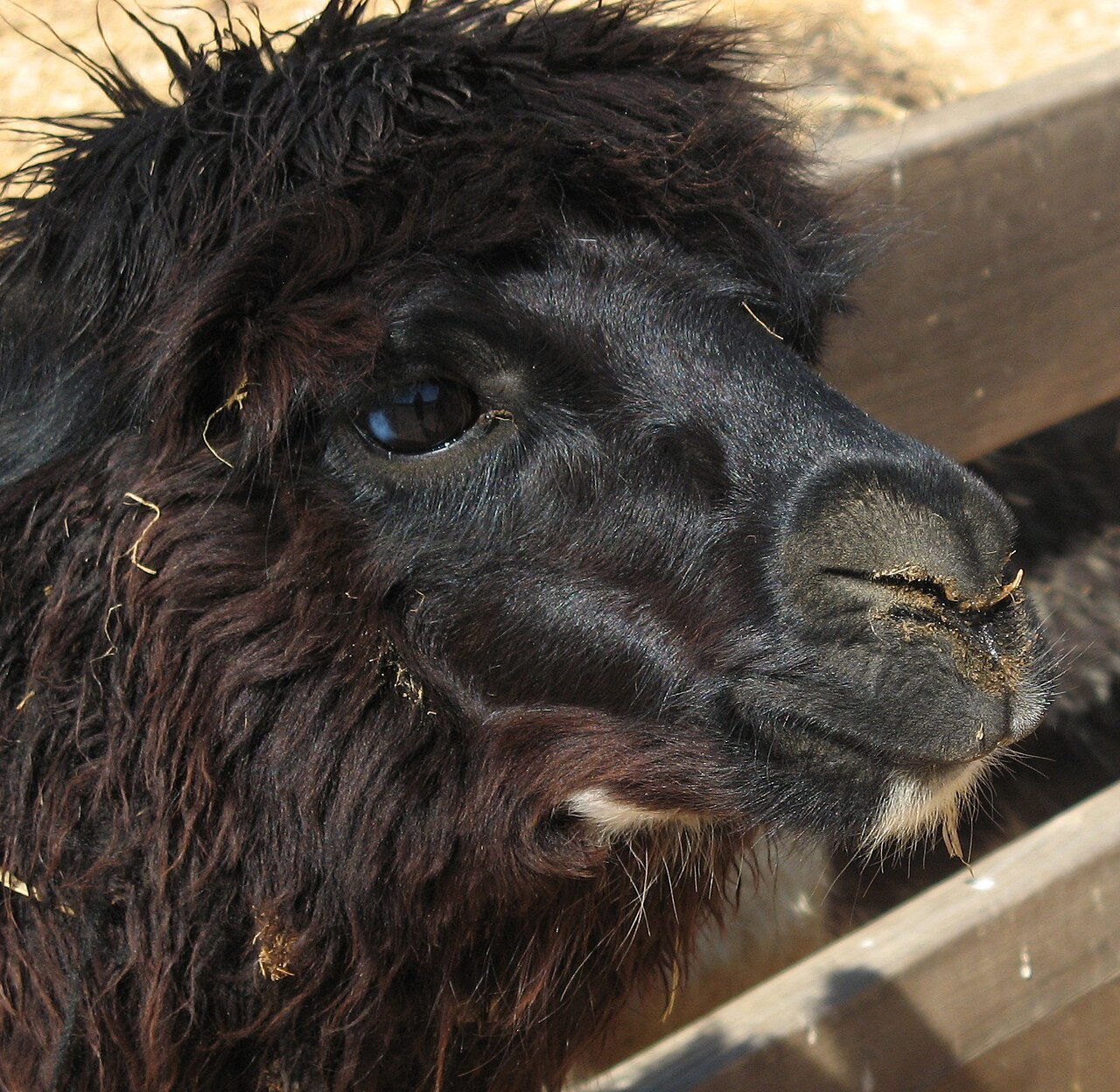 Alpaca