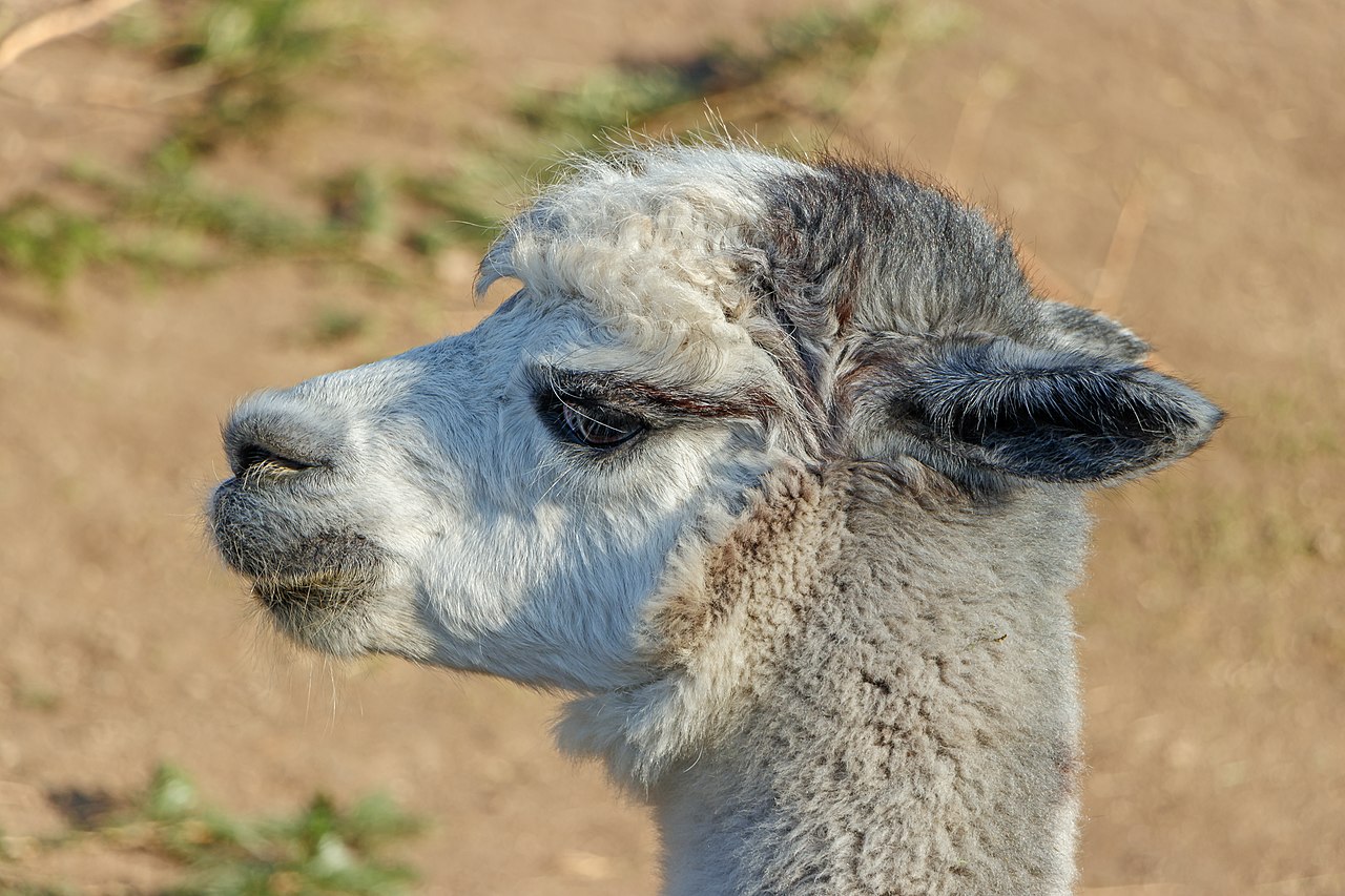 Alpaca