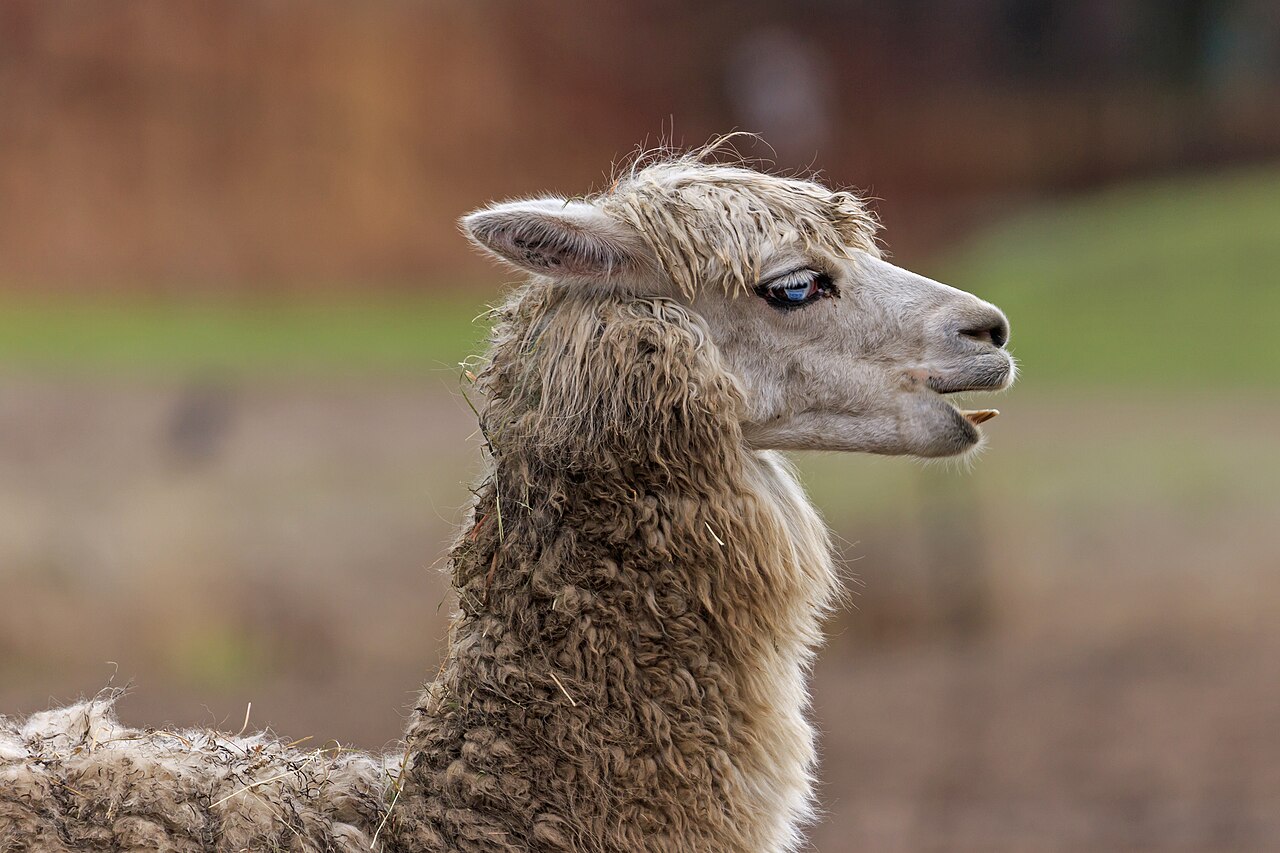 Alpaca