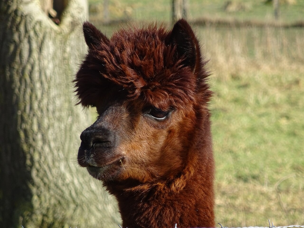 Alpaca