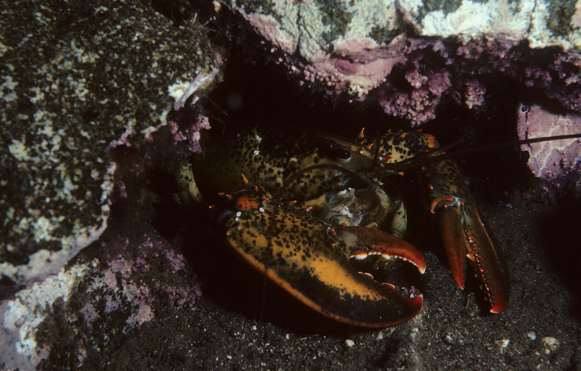 American lobster