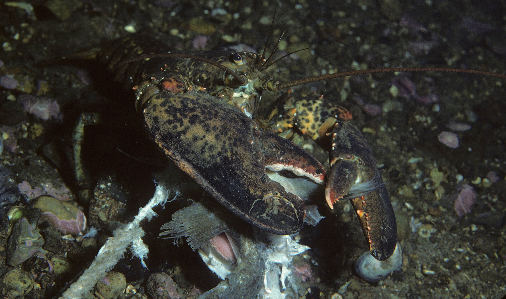 American lobster