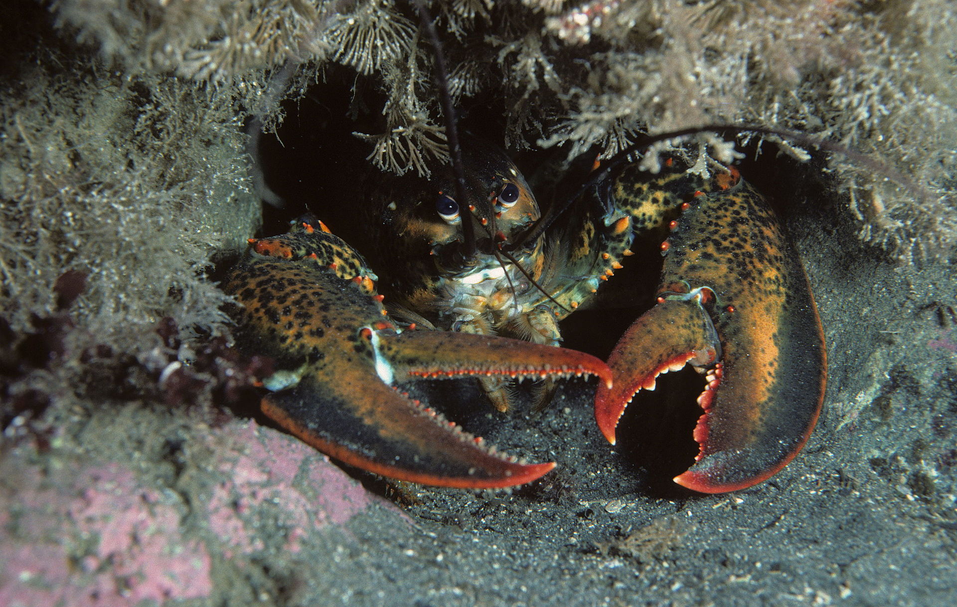 American lobster