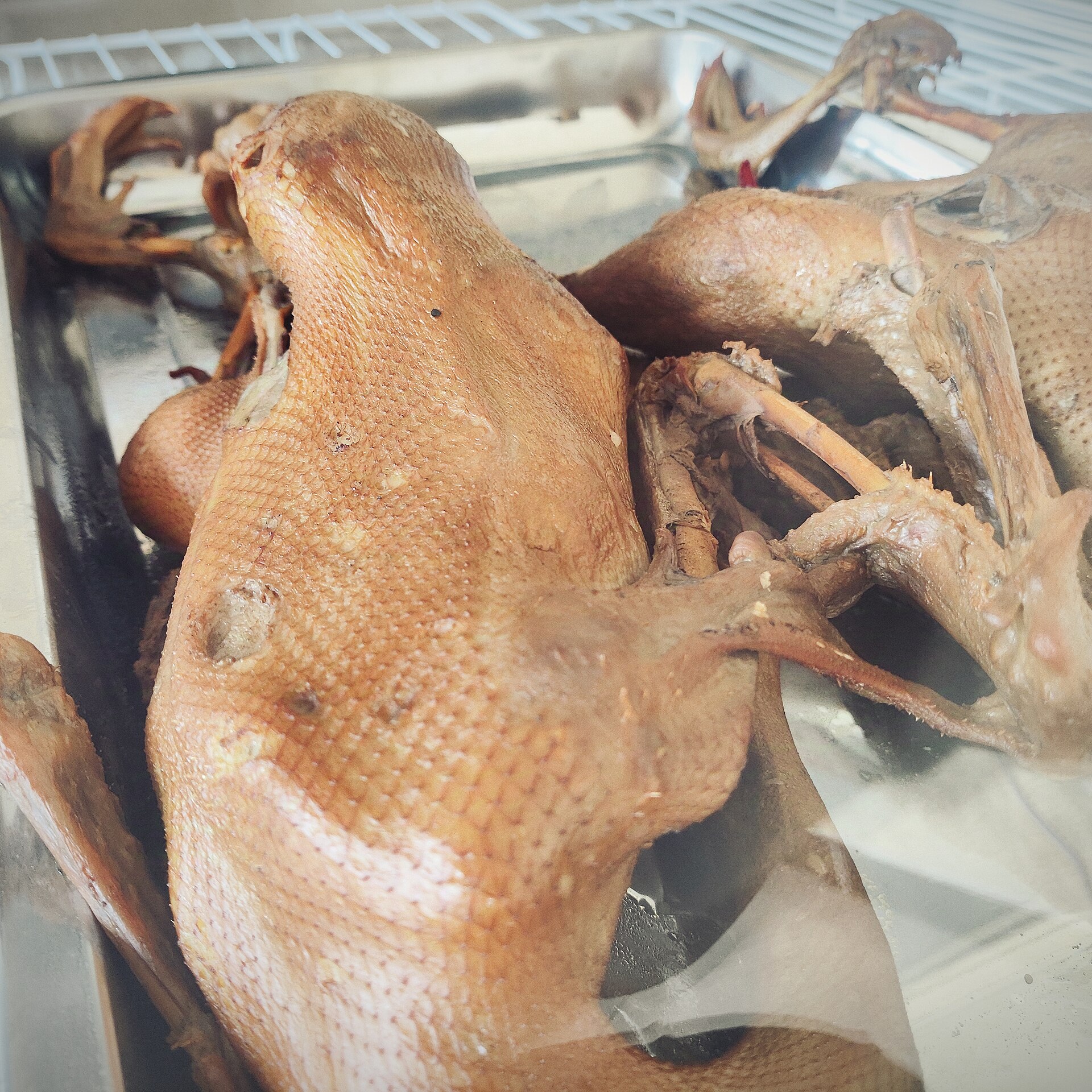 Anseriformes