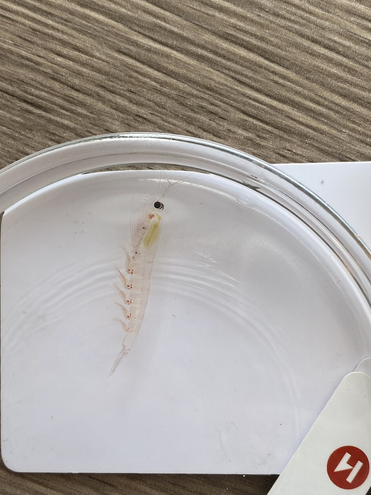 Antarctic krill
