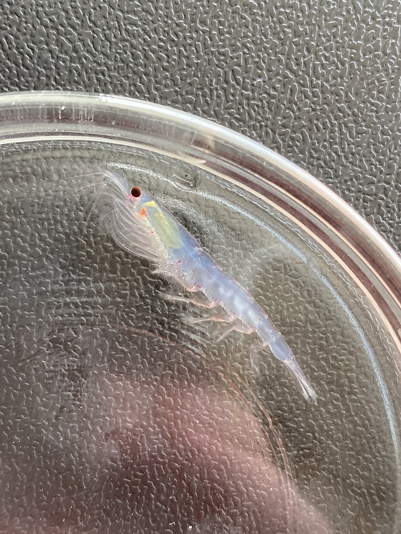 Antarctic krill