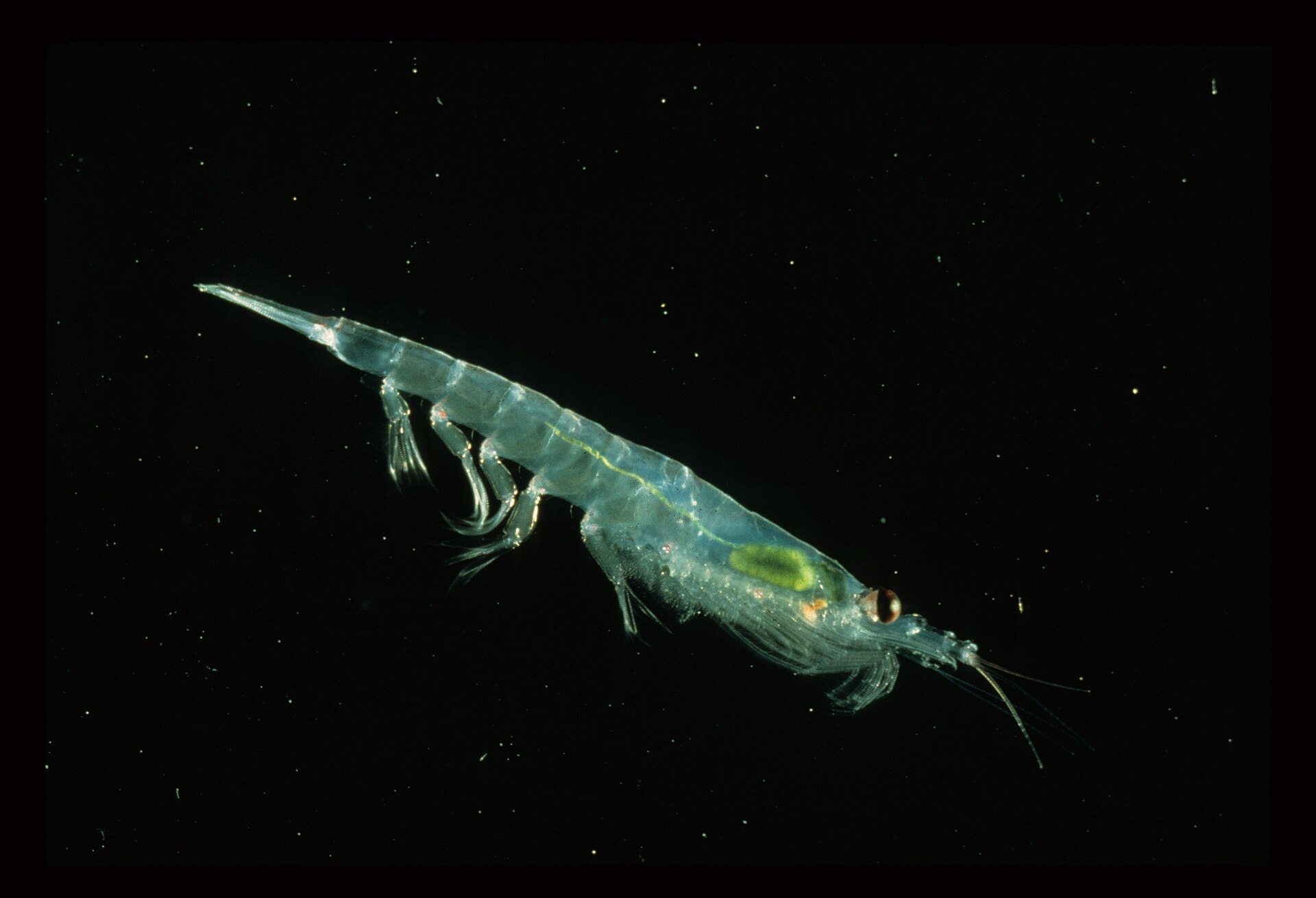 Antarctic krill