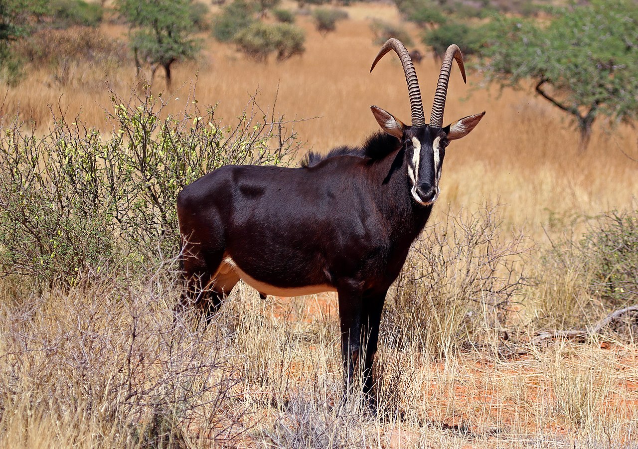 Antelope
