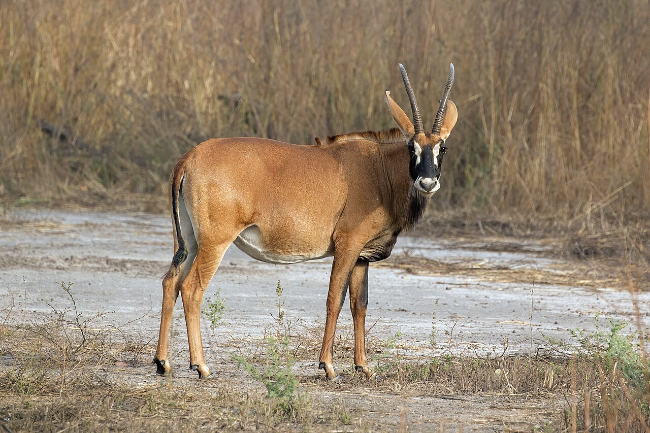 Antelope