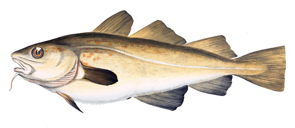 Atlantic cod