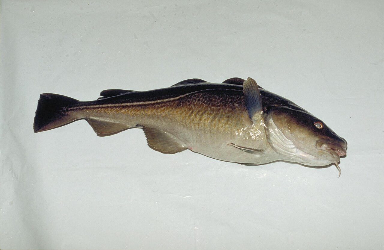 Atlantic cod