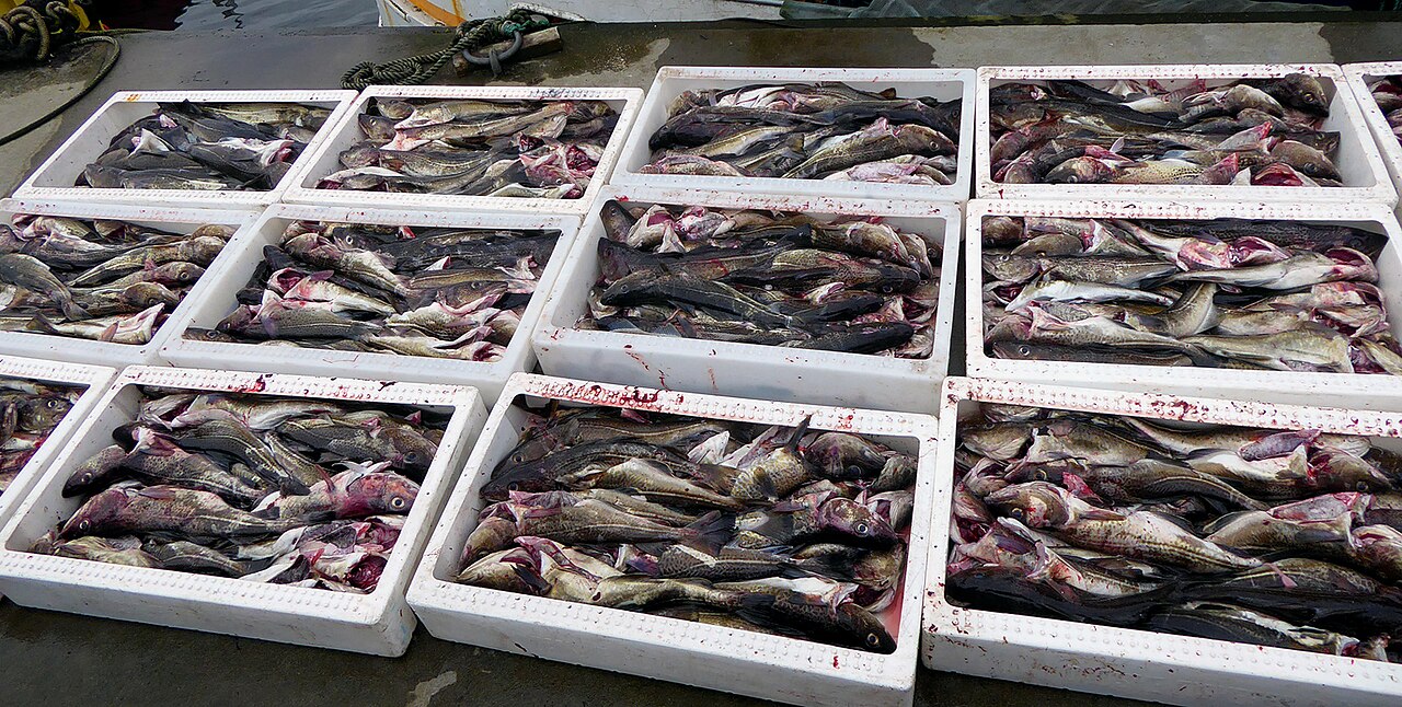 Atlantic cod