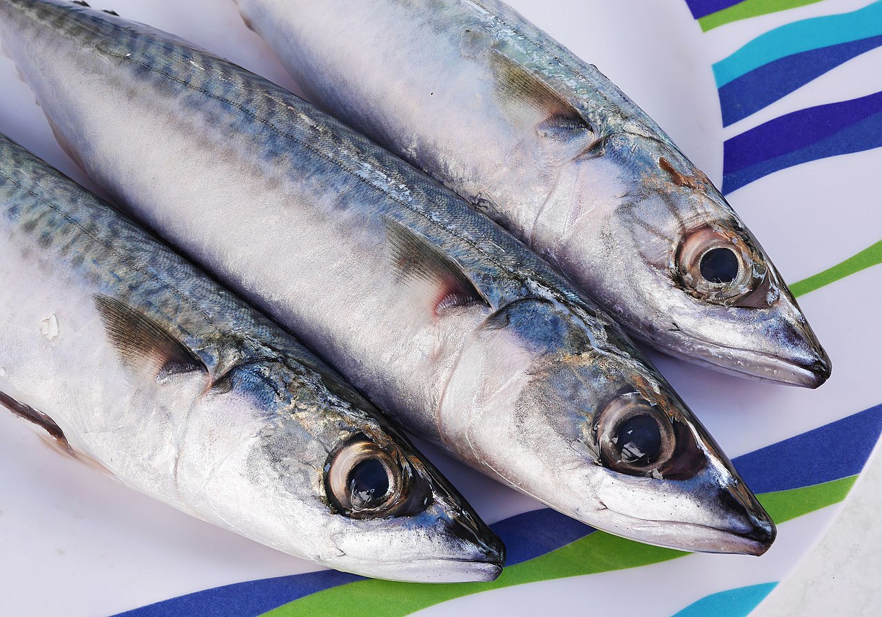 Atlantic mackerel