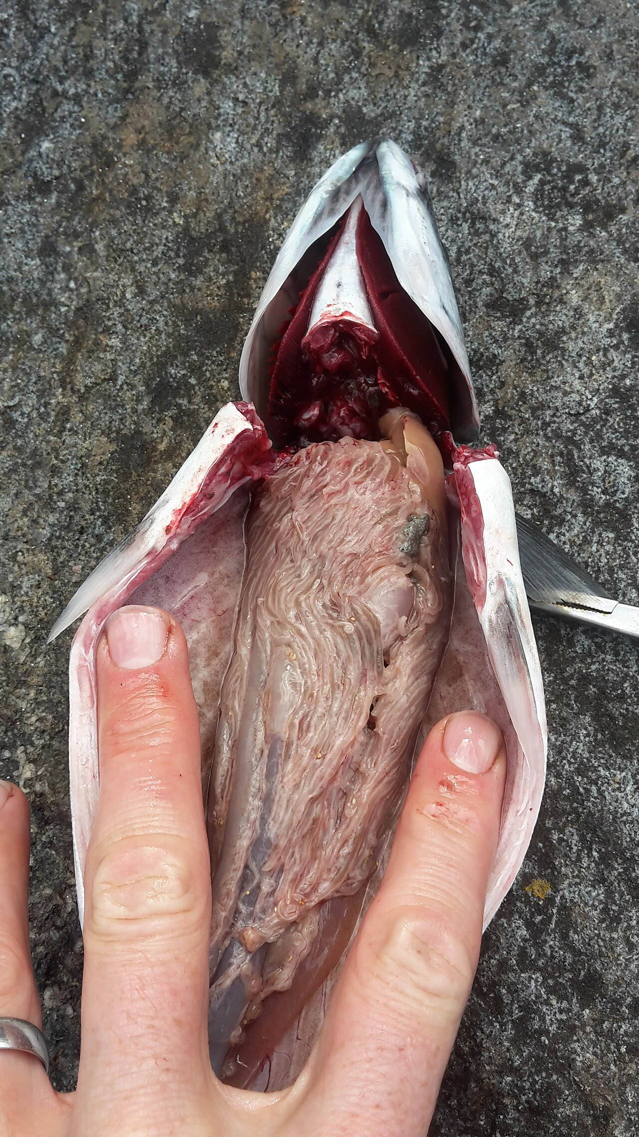 Atlantic mackerel