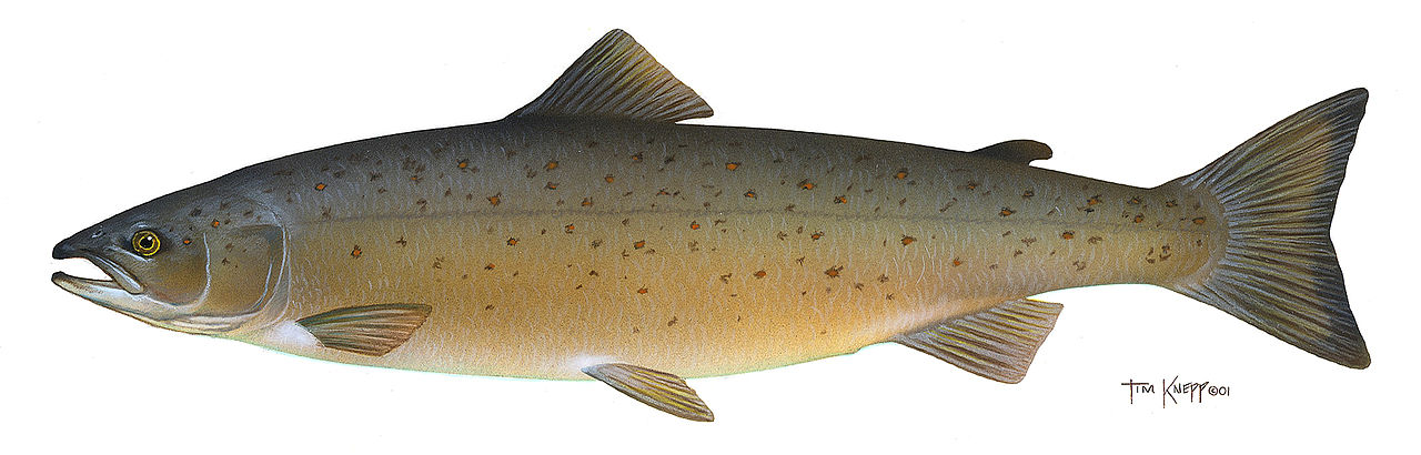 Atlantic salmon
