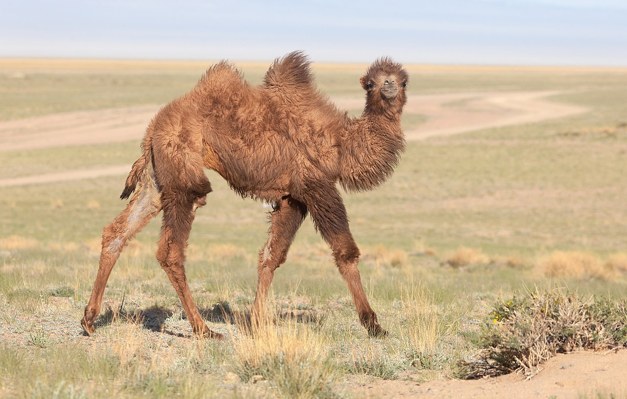 Bactrian camel