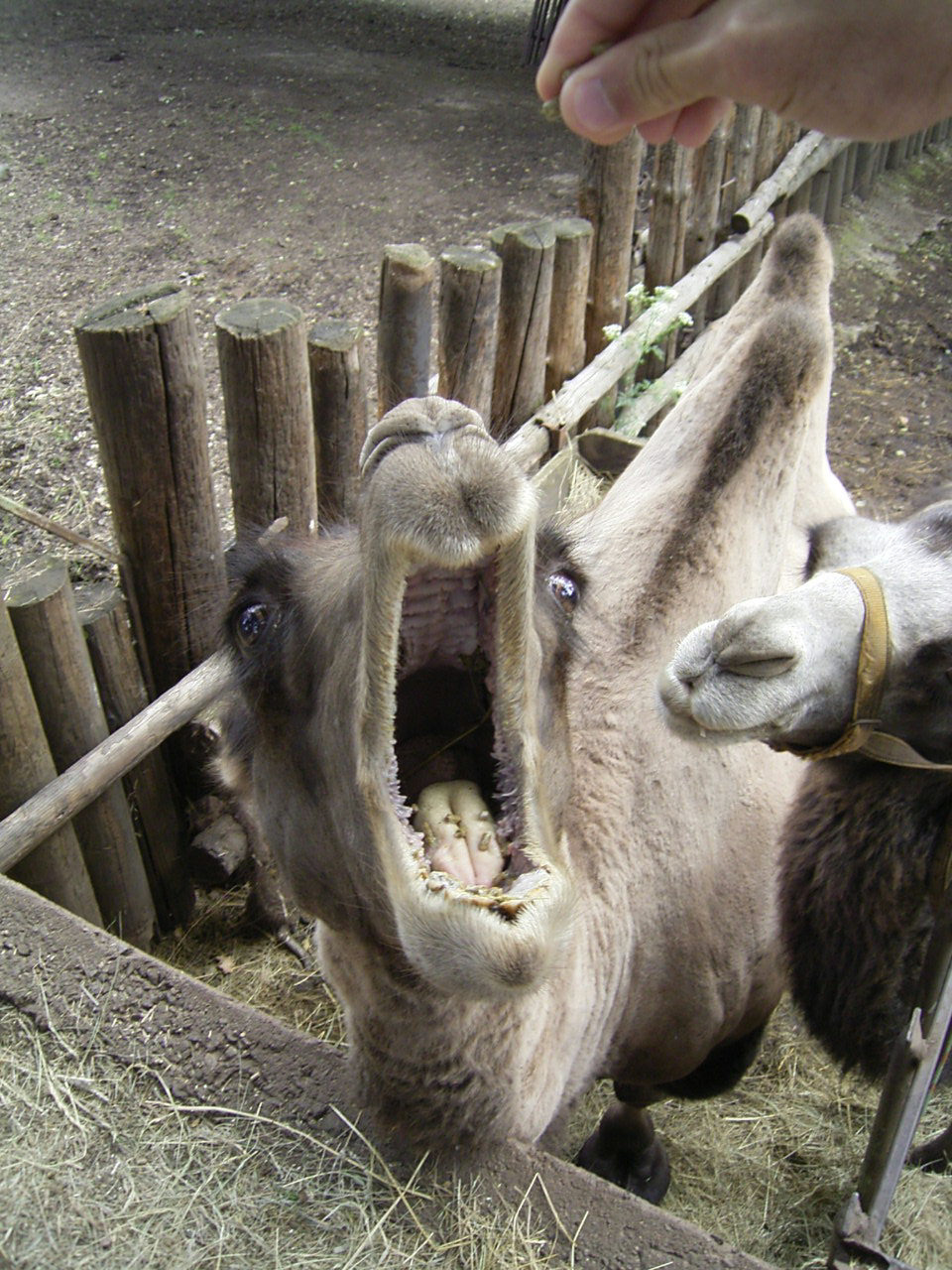 Bactrian camel