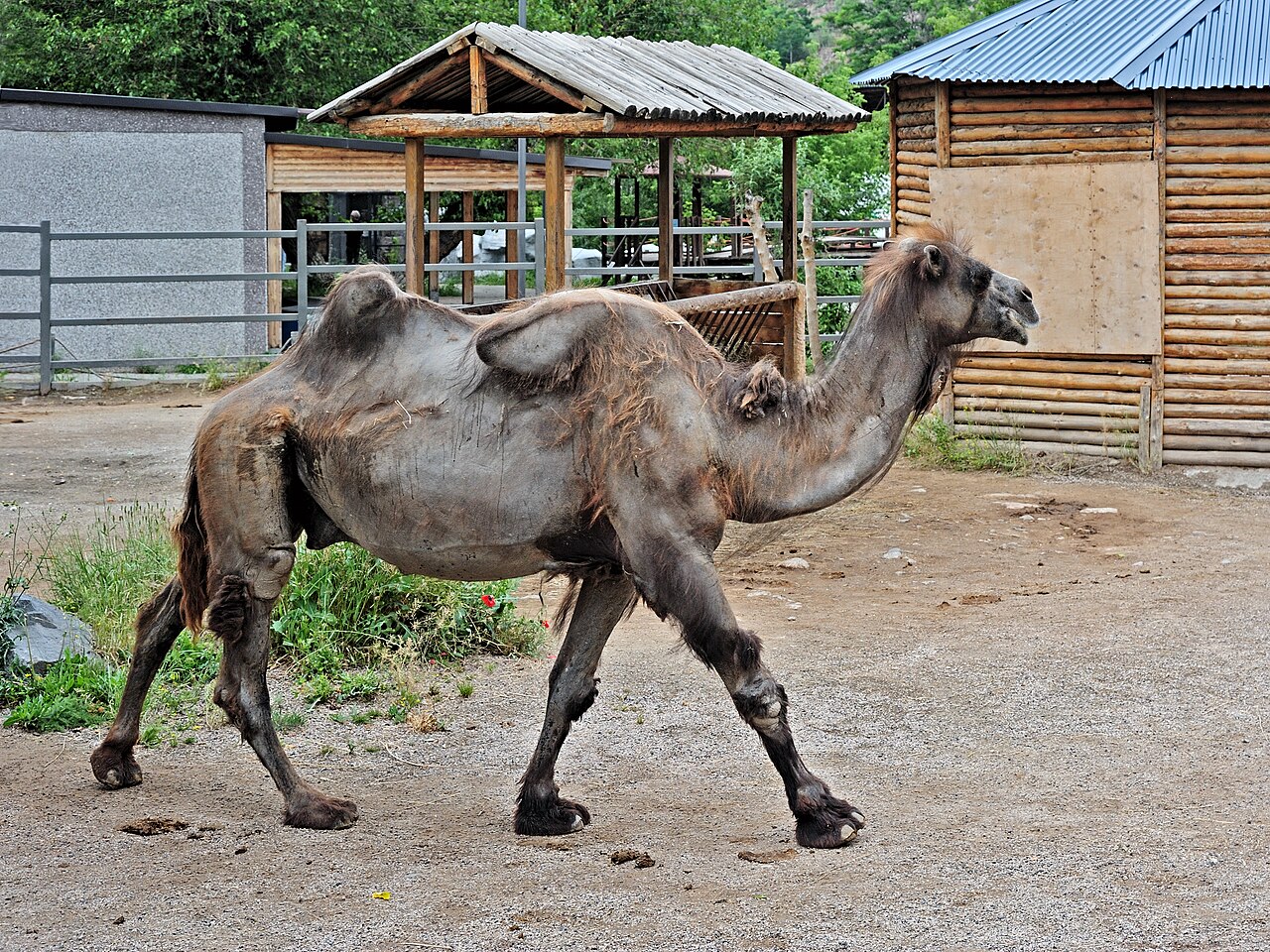 Bactrian camel