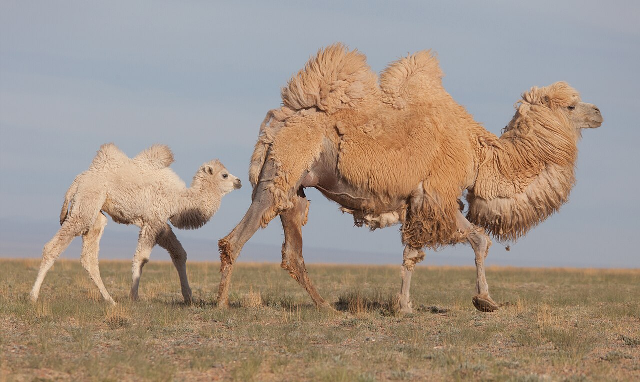Bactrian camel