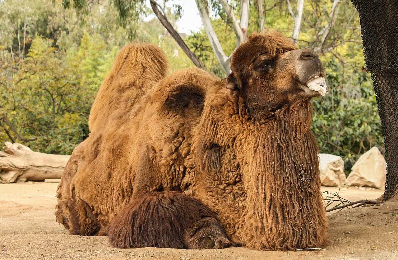 Bactrian camel