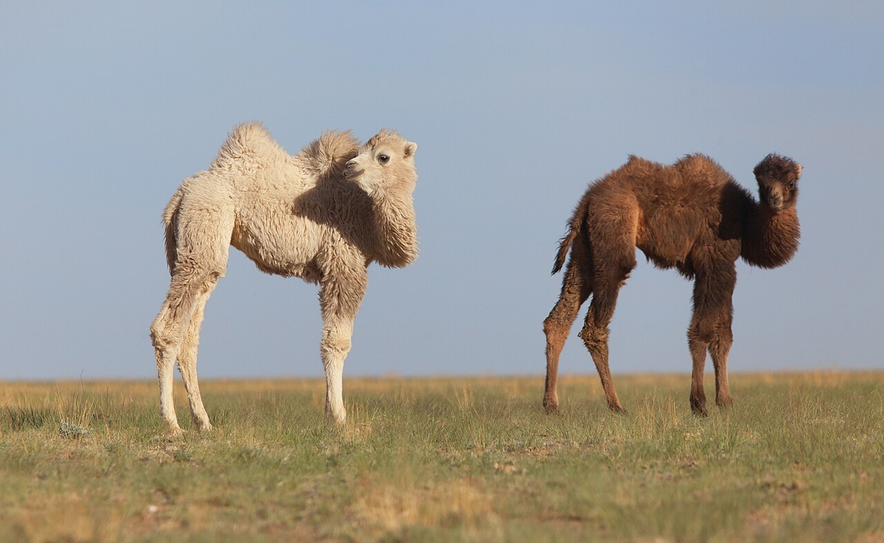 Bactrian camel