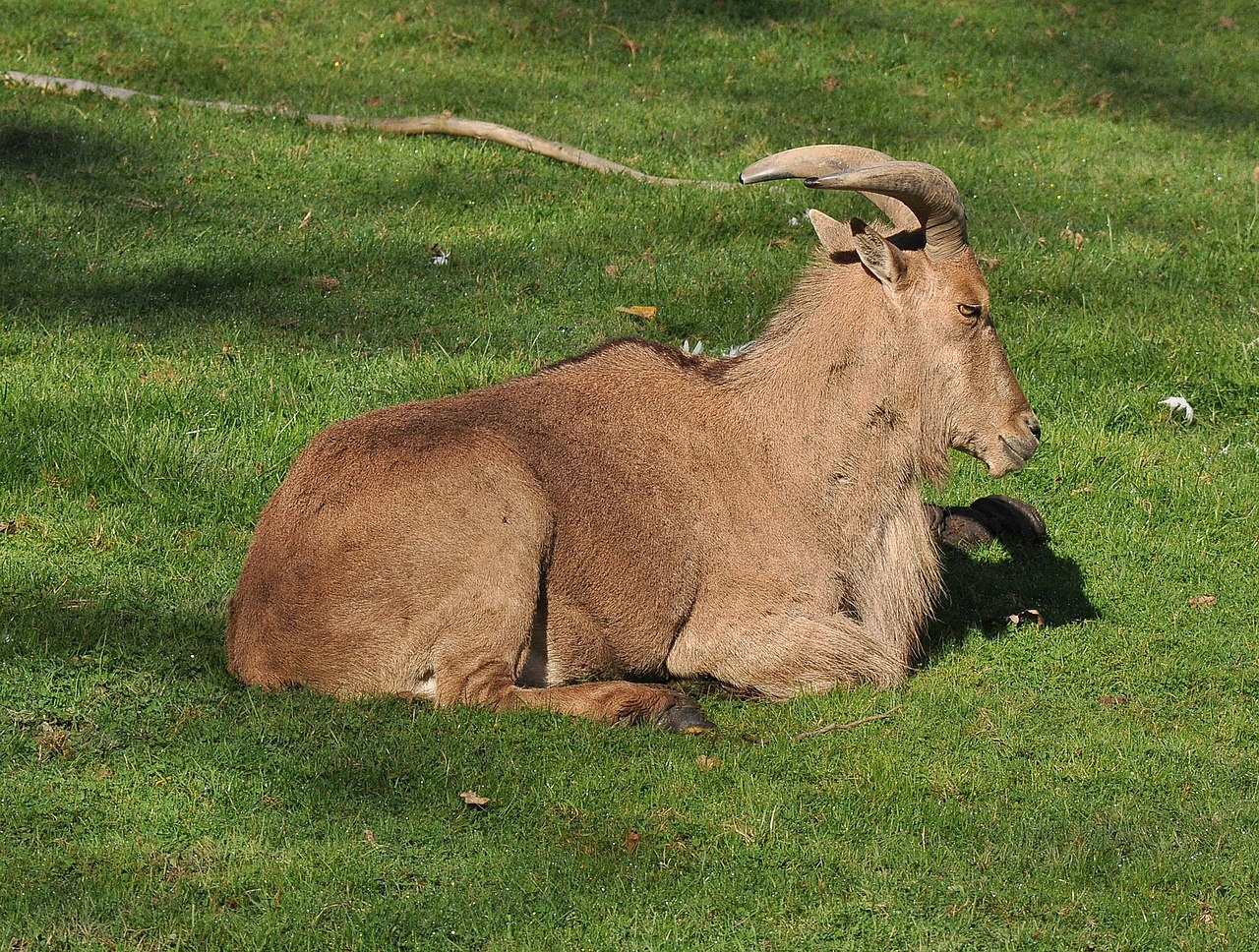 Barbary sheep