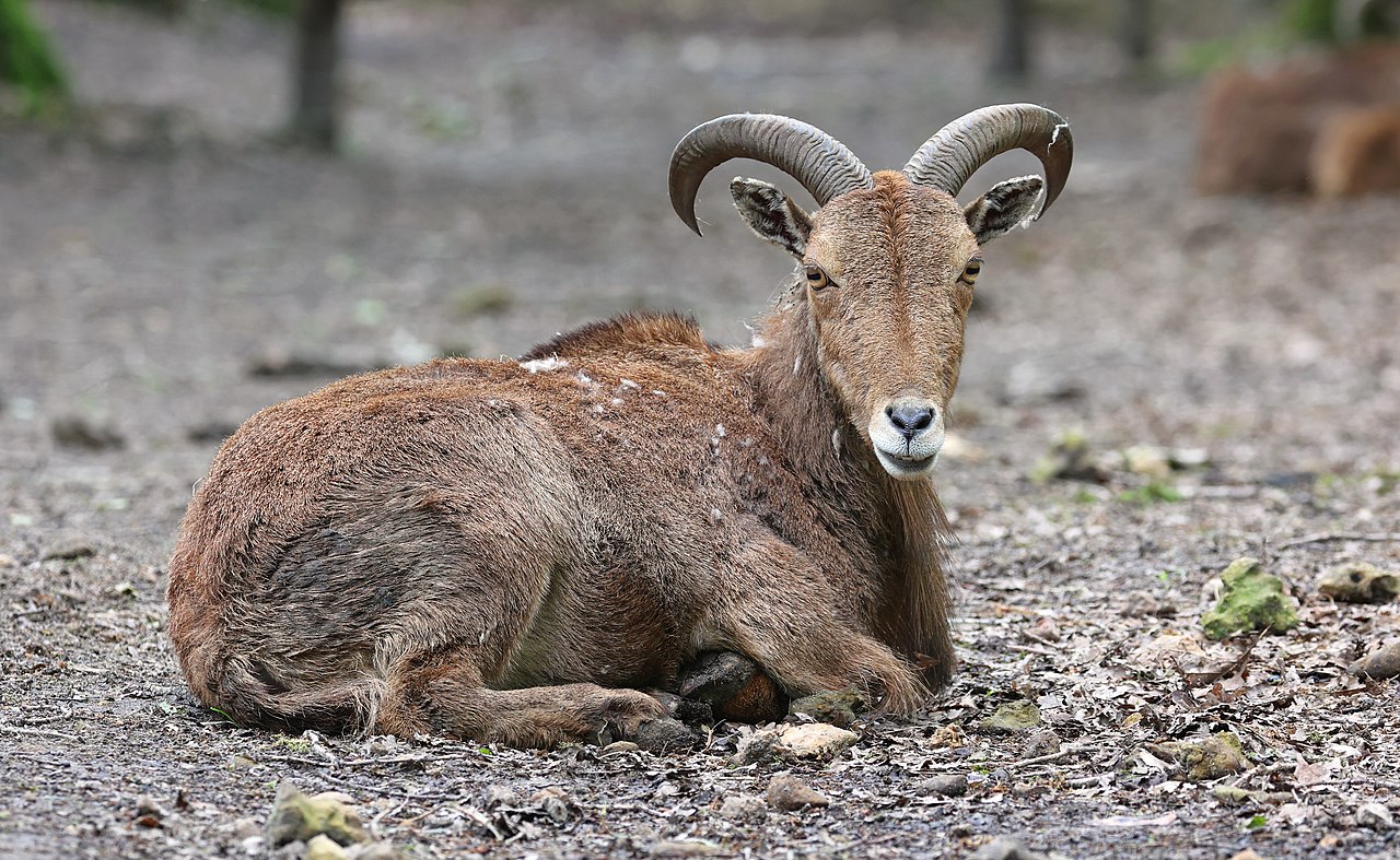 Barbary sheep