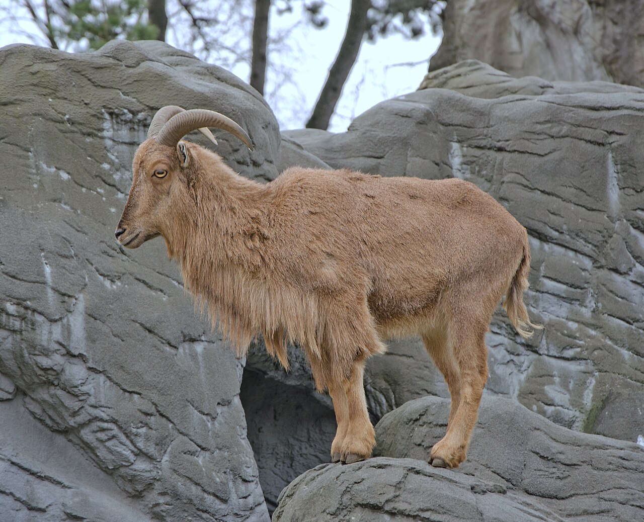 Barbary sheep
