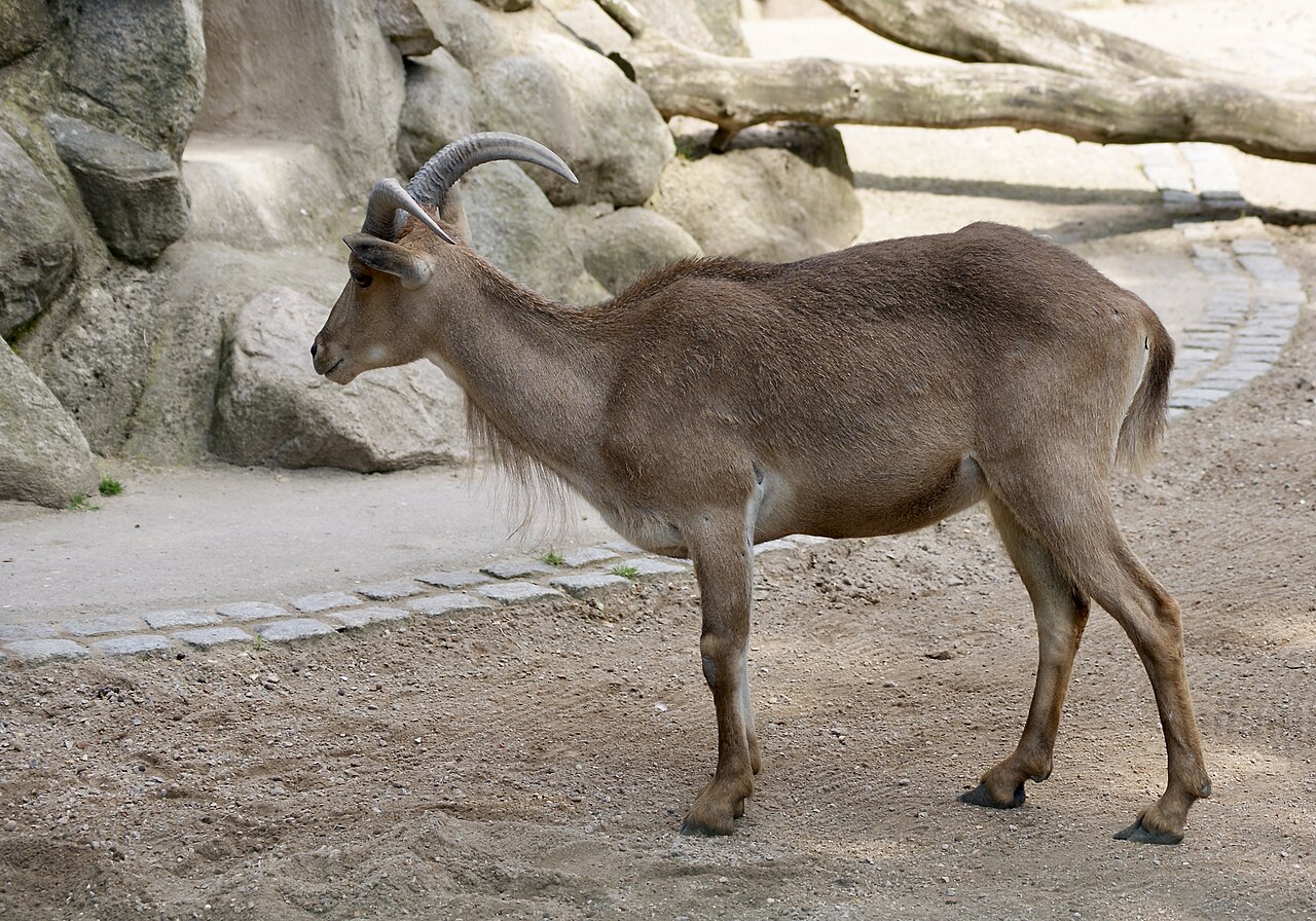 Barbary sheep