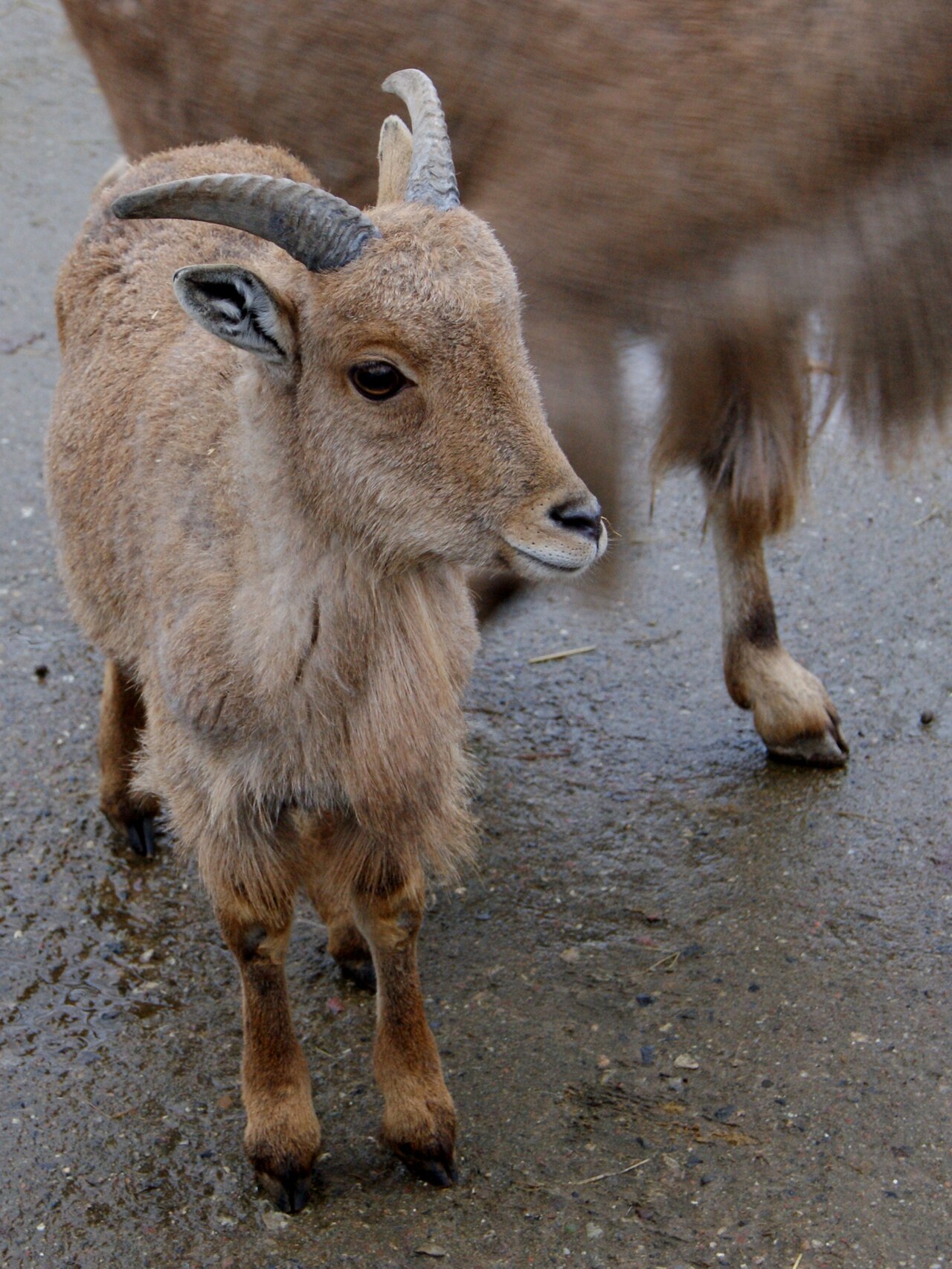 Barbary sheep