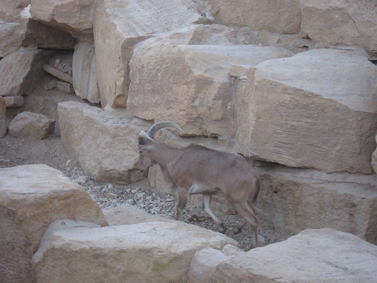 Barbary sheep