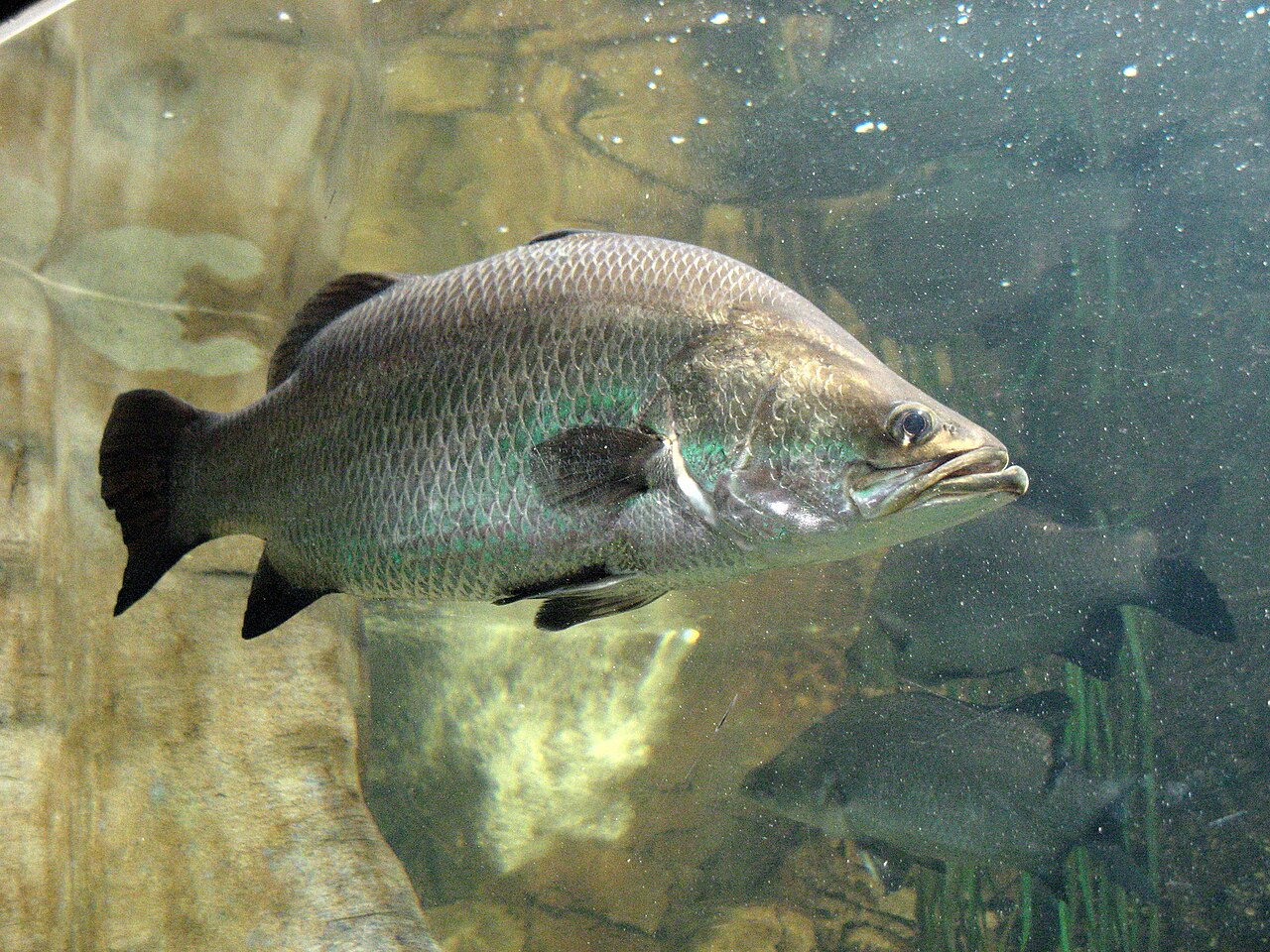 Barramundi