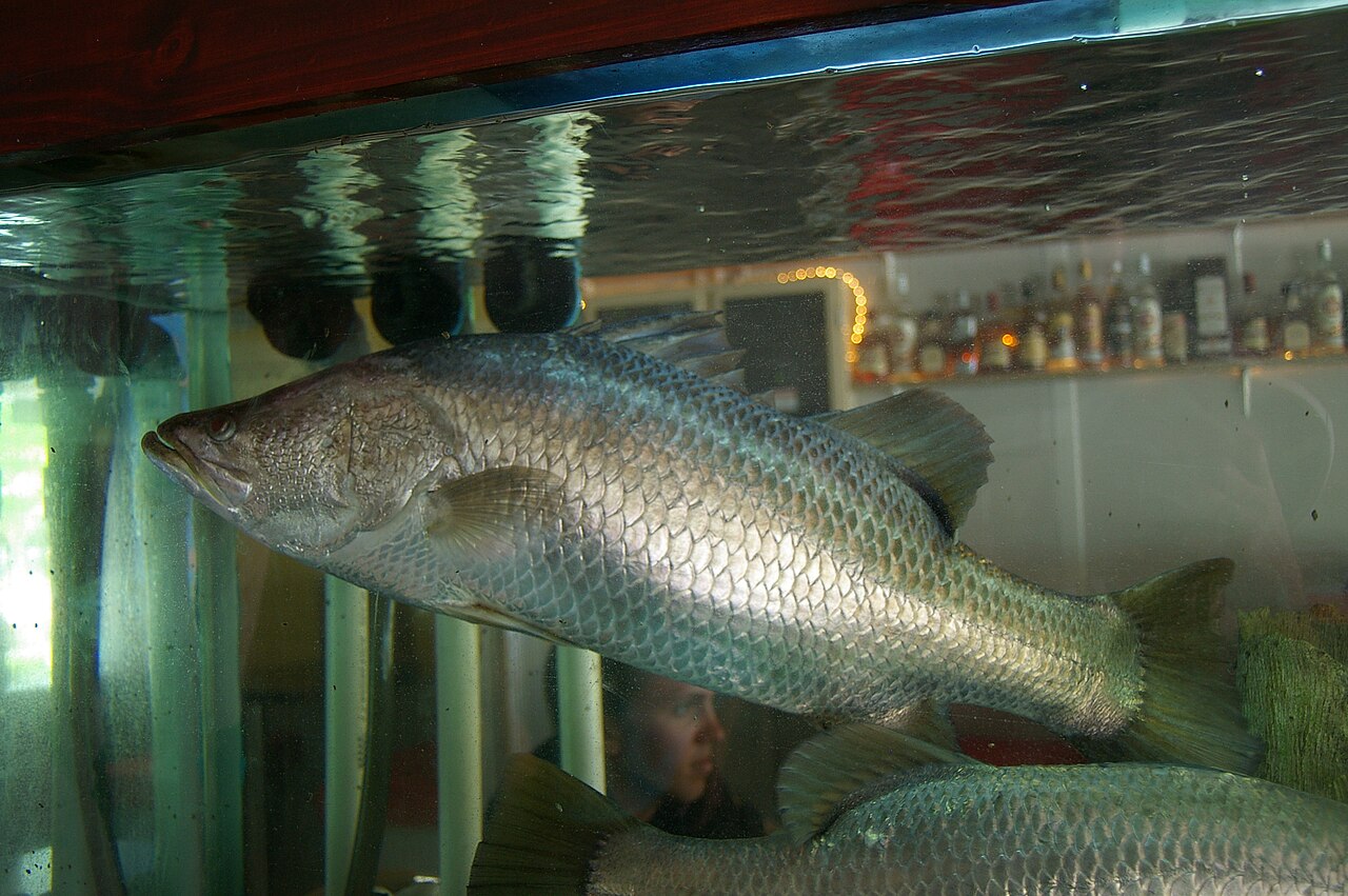 Barramundi