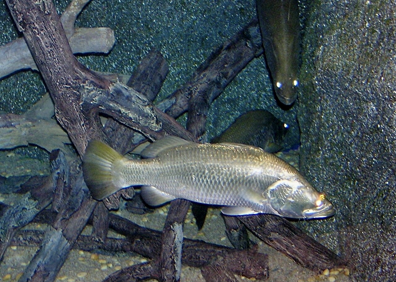Barramundi