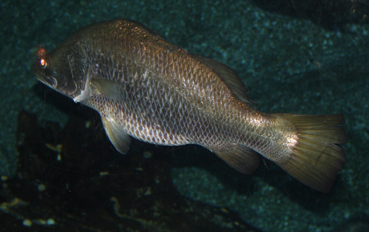Barramundi