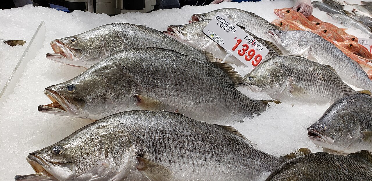 Barramundi
