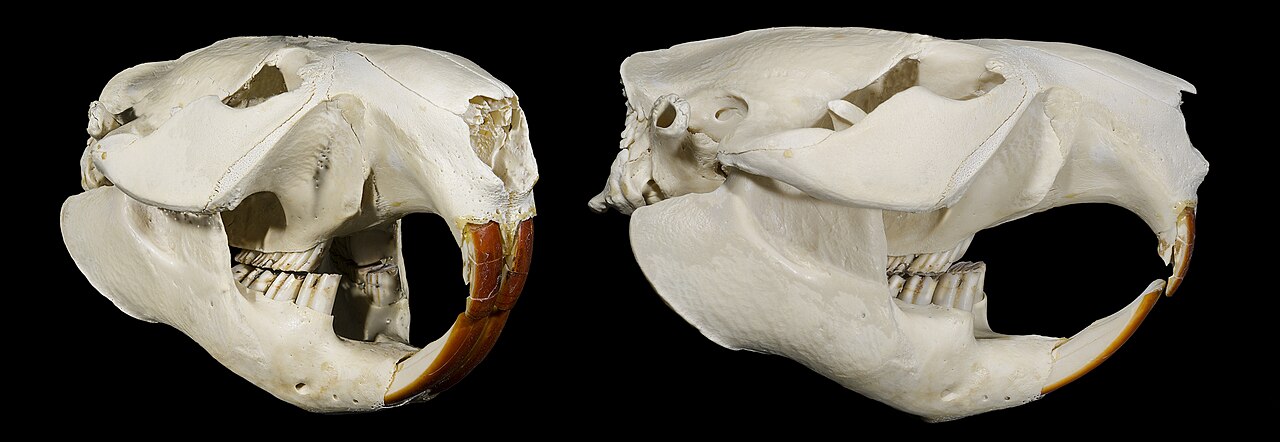 Beaver