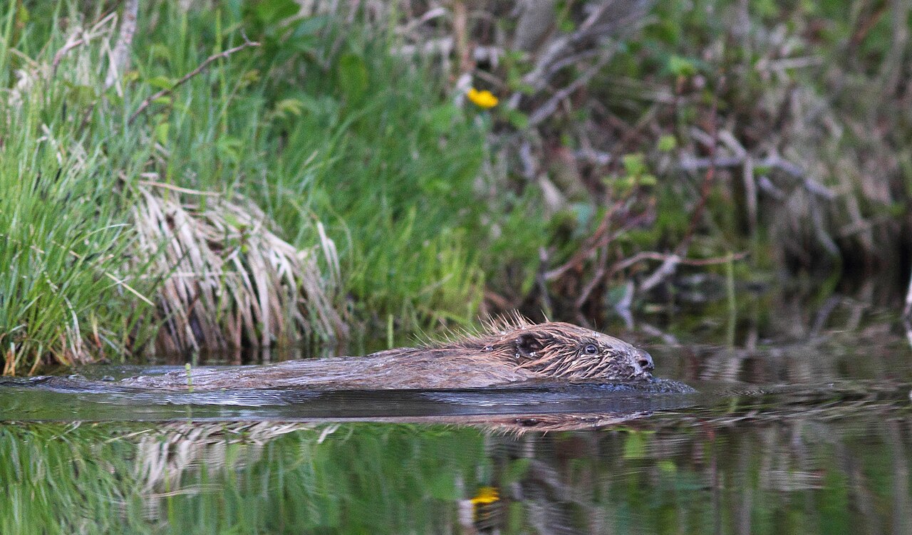 Beaver