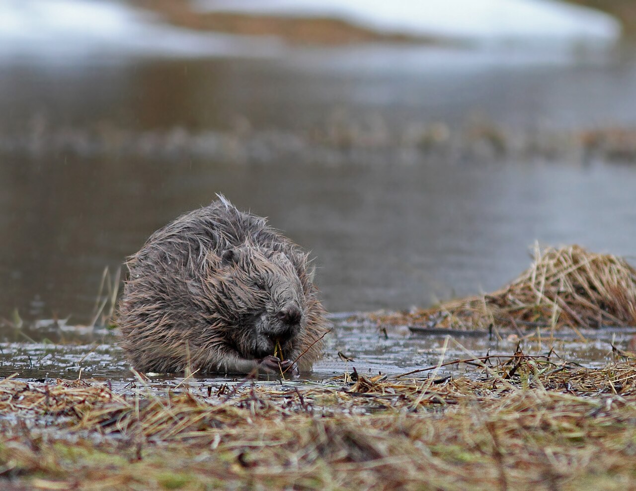 Beaver