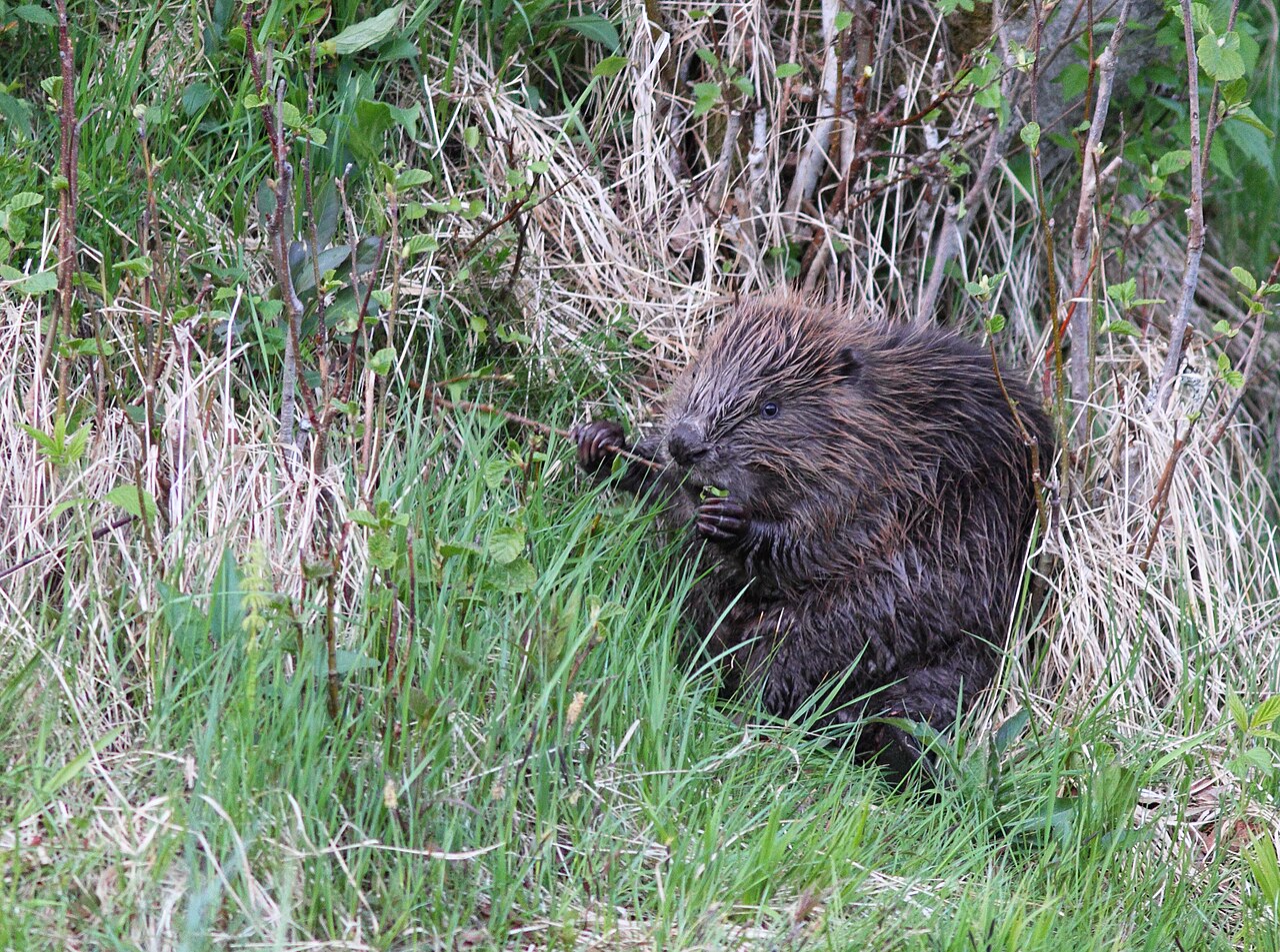 Beaver