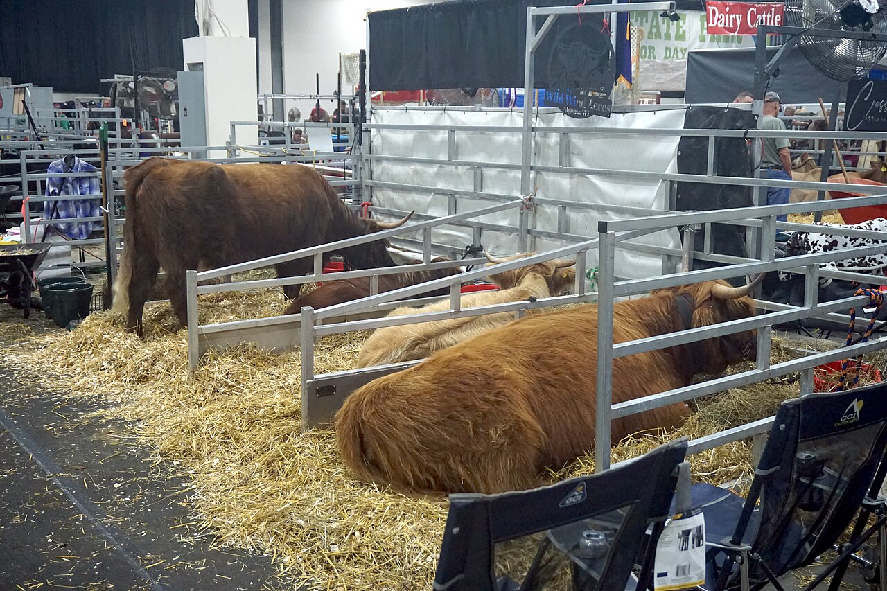 Beef cattle