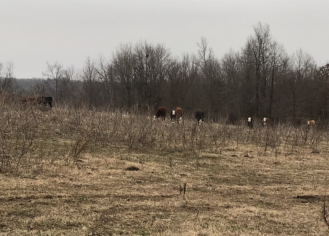 Beef cattle