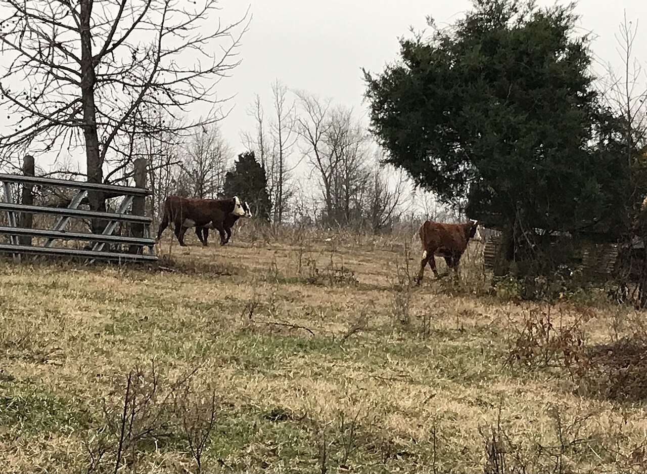 Beef cattle