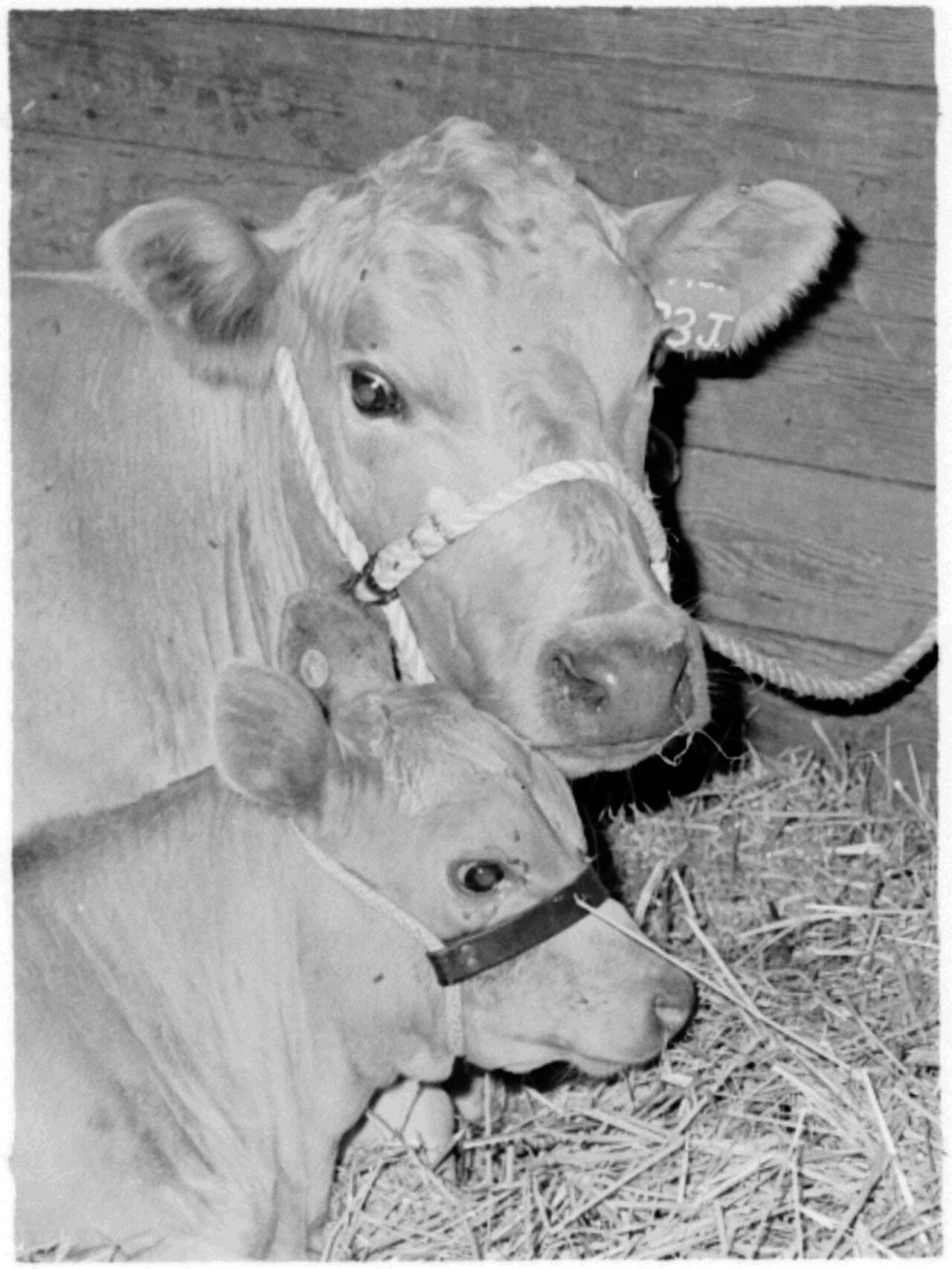 Beef cattle