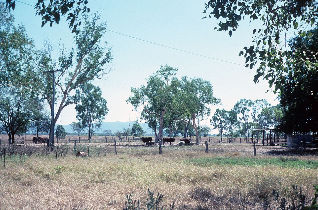Beef cattle