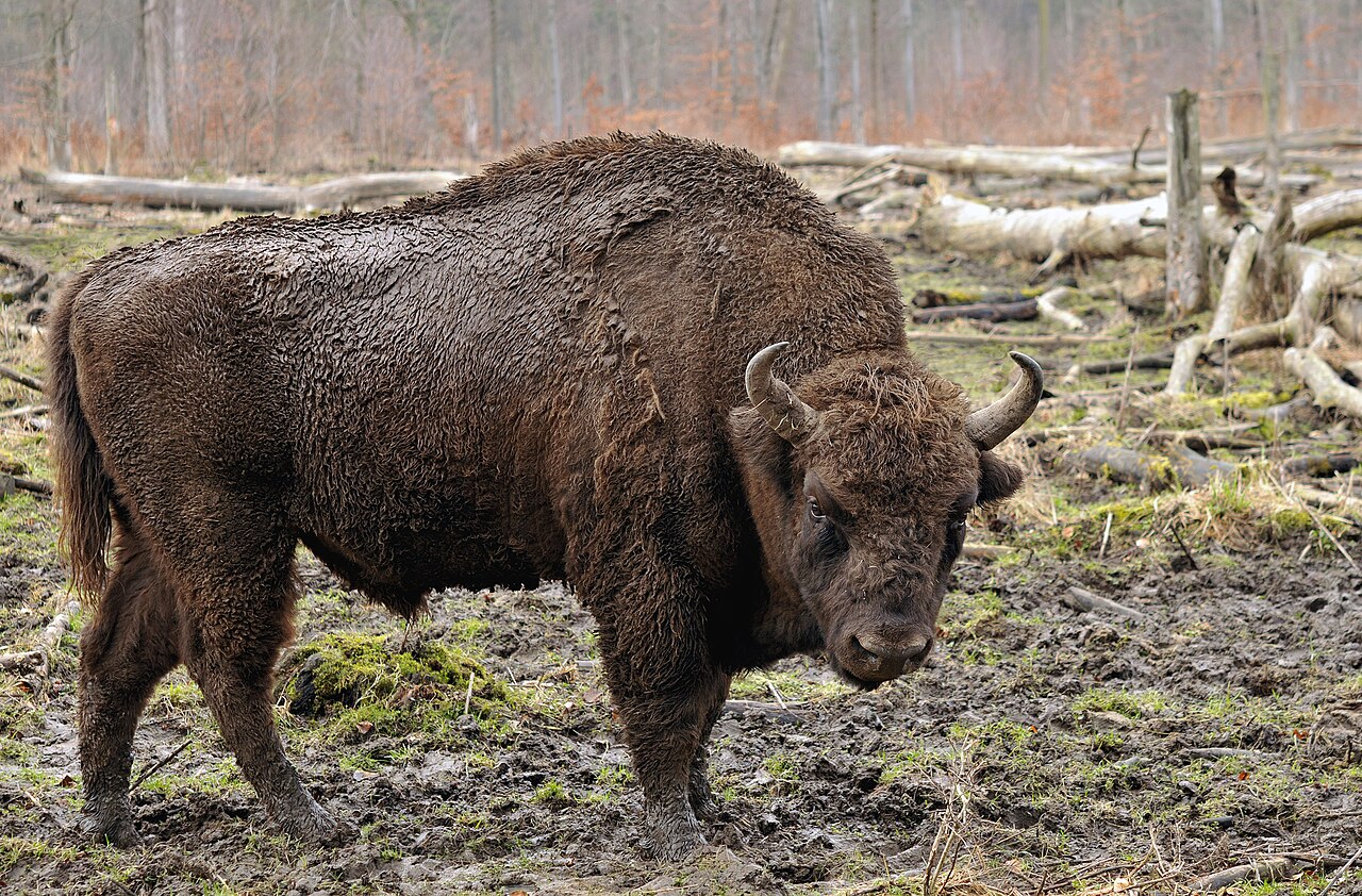 Bison