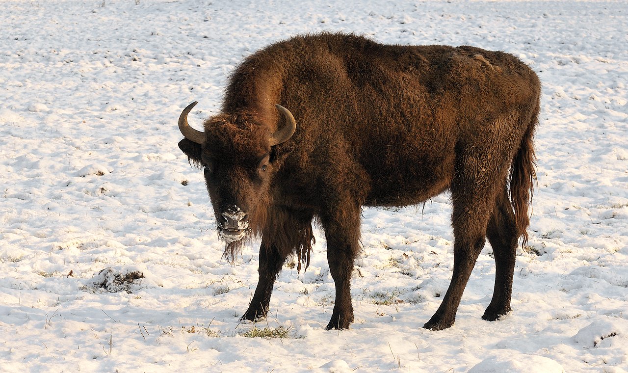 Bison